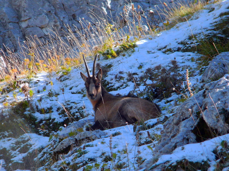 Camoscio d''Abruzzo Rupicapra pyrenaica ornata